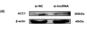 ACC1 Antibody - Fig.