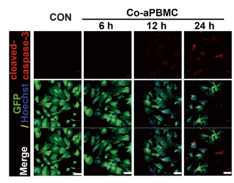 Cleaved-Caspase 3 (Asp175), p17 Antibody - Fig.