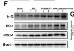 Nrf2 Antibody - Figure 9.