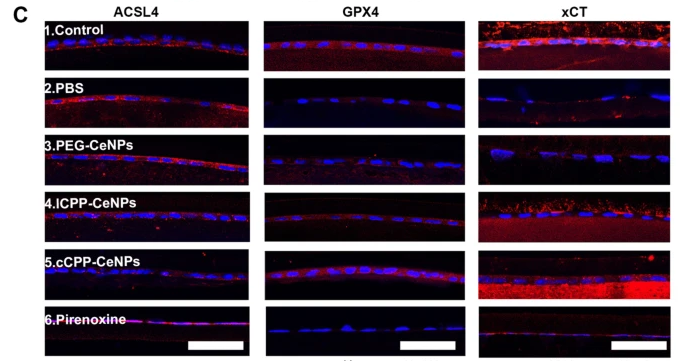 xCT Antibody - Fig.