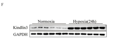 URP2 Antibody - FIGURE 1.