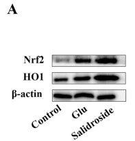 HO-1 Antibody - Fig.