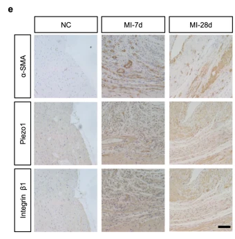 Piezo1 Antibody - Fig.