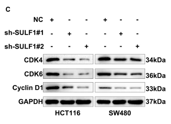 CDK6 Antibody - Fig.
