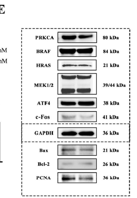 HRAS Antibody - Fig.