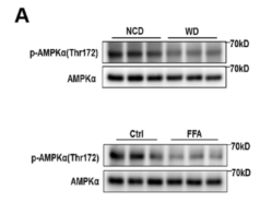 Phospho-AMPK alpha (Thr172) Antibody - Fig.
