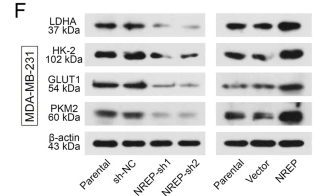 GLUT1 Antibody - Fig.