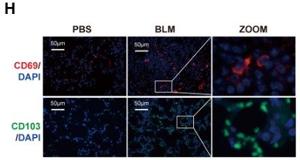 CD69 Antibody - Figure 1.
