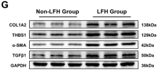 alpha-SMA Antibody - Fig.