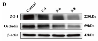 beta Actin Antibody - Fig.