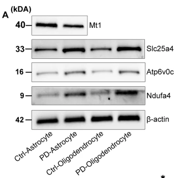 NDUFA4 Antibody - Fig.