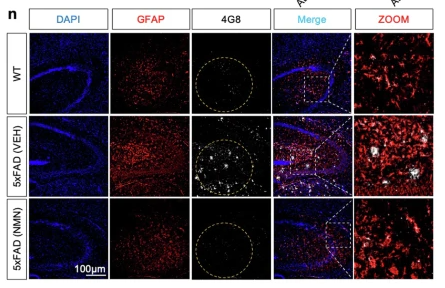GFAP Antibody - Fig.