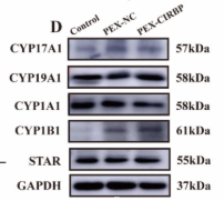 Cytochrome P450 1A1/2 Antibody - Figure 3.