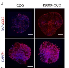 Integrin beta 1 Antibody - Fig.