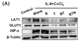 GLUT1 Antibody - Fig.