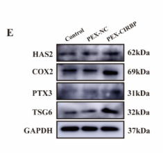 HAS2 Antibody - Figure 3.