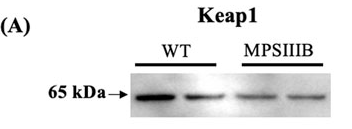 Keap1 Antibody - Figure 4.