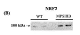 Nrf2 Antibody - Figure 4.