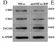 TSG101 Antibody - Figure 1.