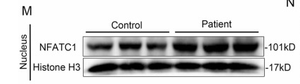 Histone H3 Antibody - Fig.