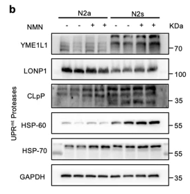CLPP Antibody - Fig.