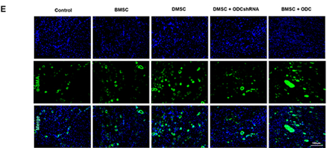 alpha-SMA Antibody - Figure 4.