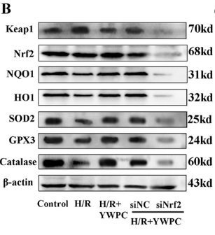 Nrf2 Antibody - Figure 8.