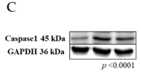 Caspase 1 Antibody - Figure 3.