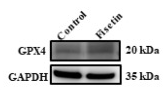 GPX4 Antibody - Figure 6.