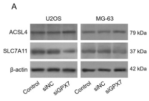 xCT Antibody - Fig.