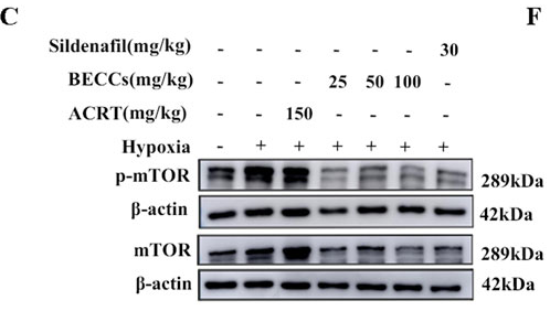 Phospho-mTOR (Ser2448) Antibody - Figure 5.