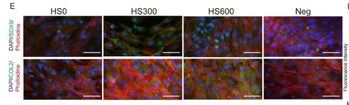 SOX9 Antibody - Fig.