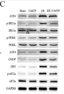 PERK Antibody - Figure 2.