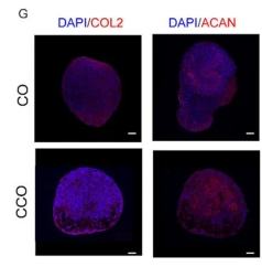 Aggrecan Antibody - Fig.