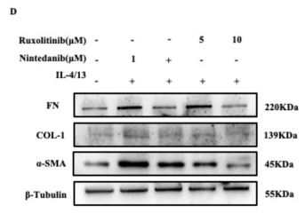 alpha-SMA Antibody - Fig.
