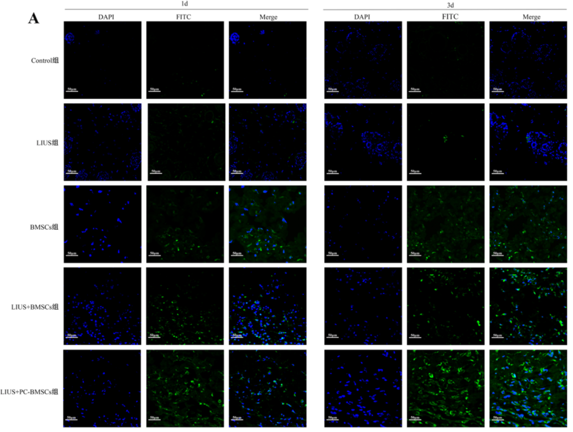 THY1 Antibody - Fig.
