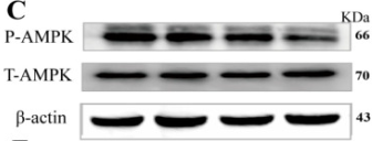 Phospho-AMPK alpha (Thr172) Antibody - Figure 4.