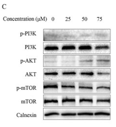 Phospho-PI3K p85 alpha (Tyr607) Antibody - Figure 7: Regulation of MAPK as well as PI3K-Akt-mTOR signaling pathway proteins in ChA-treated T-24 cells.