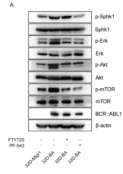 Phospho-SPHK1 (Ser225) Antibody - Fig.