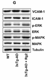 Phospho-ERK1/2 (Thr202/Tyr204) Antibody - Fig.