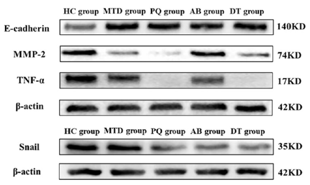 TNF alpha Antibody - Figure 8.