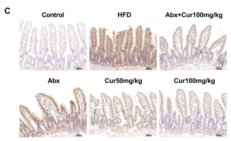 HIF-2-alpha Antibody - Fig.