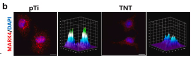 MARK4 Antibody - Fig.