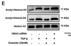 Acetyl-Histone H4 (Lys5) Antibody - Figure 4.