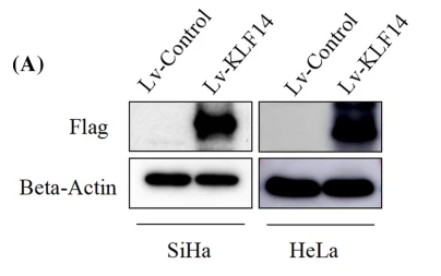 beta Actin Antibody - Fig.