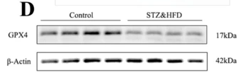 GPX4 Antibody - Fig.