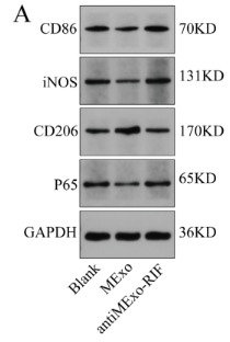 iNOS Antibody - Figure 10.