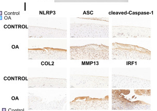 NLRP3 Antibody - Fig.