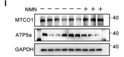 Cytochrome c Oxidase 1 Antibody - Fig.
