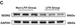 SESN2 Antibody - Fig.